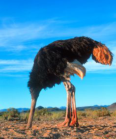 Ostrich Head in the Sand